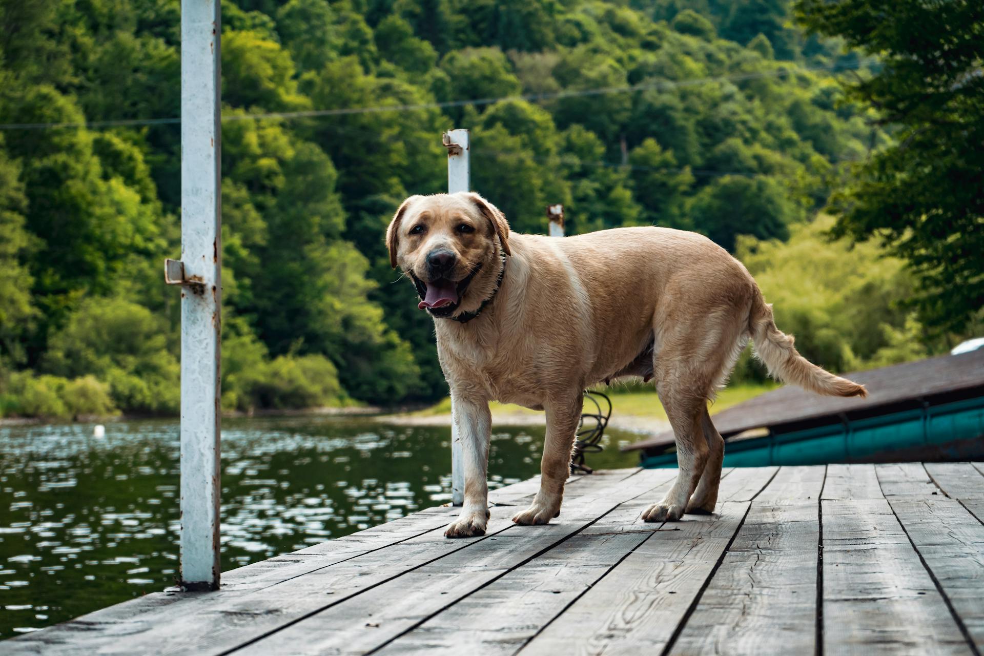 Adult Yellow Labrador Retriever On Focus Photography