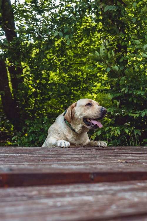 Labrador Retriever Amarelo Adulto