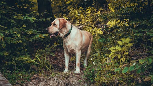 Základová fotografie zdarma na téma barva, čistokrevný, domácí