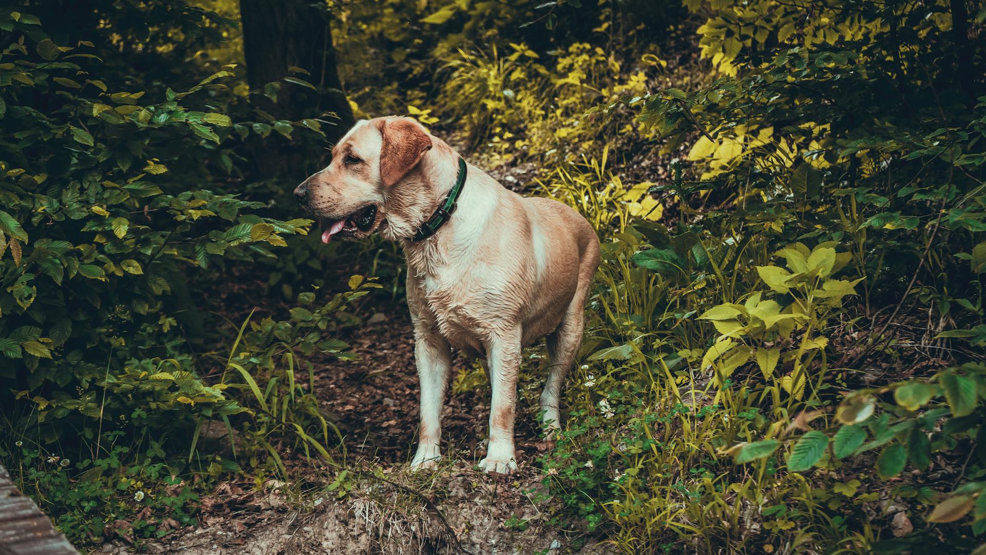 Adult Yellow Labrador Retriever Standing Near Plants during Day