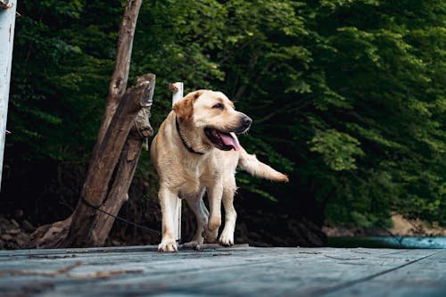 Free Short-coated Dog  Stock Photo