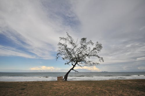 Tree on Beach Against Sky