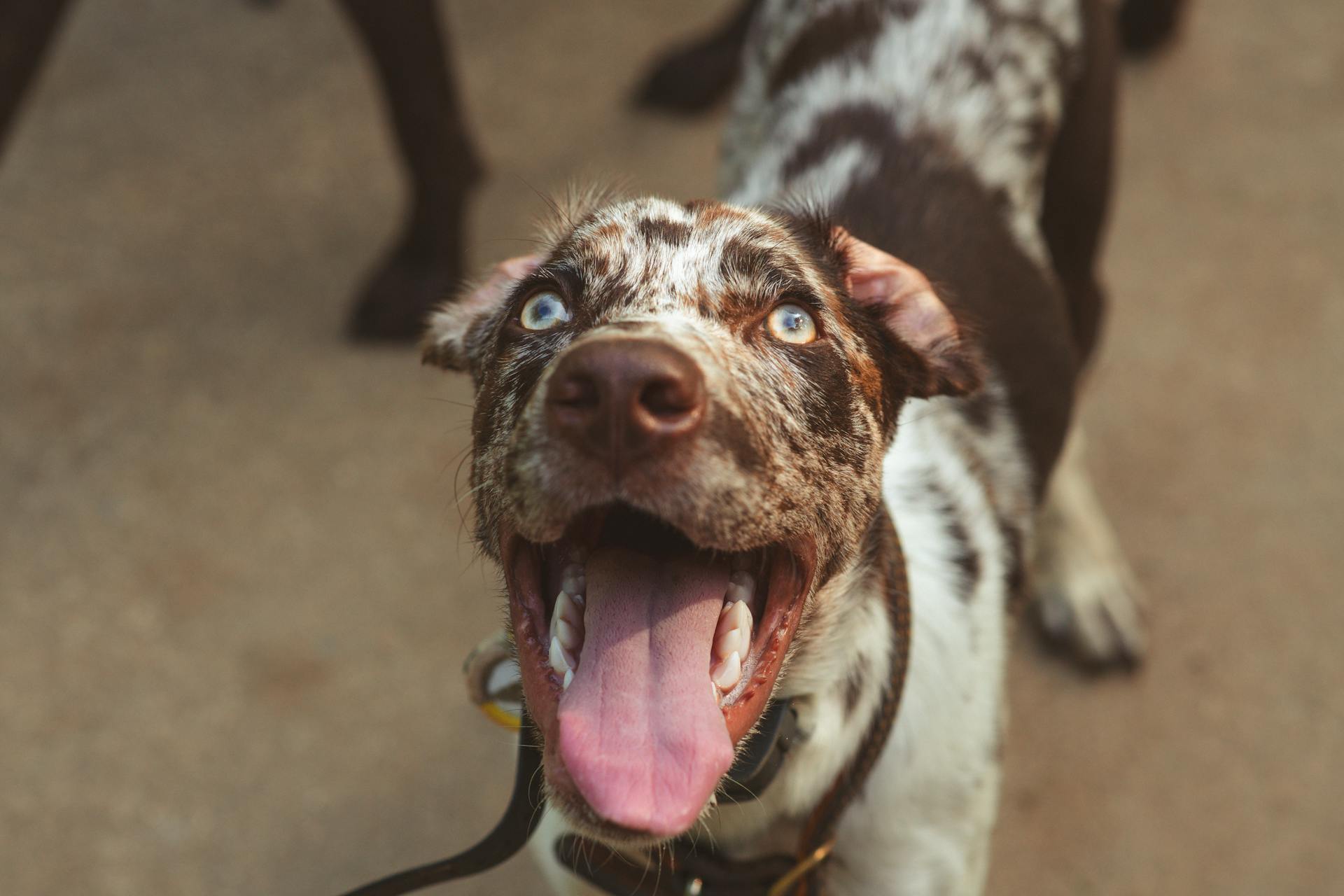 Un adorable chien léopard Catahoula avec la langue dehors