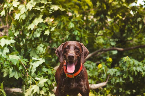 Free stock photo of brown dog, dog, german shorthaired pointer