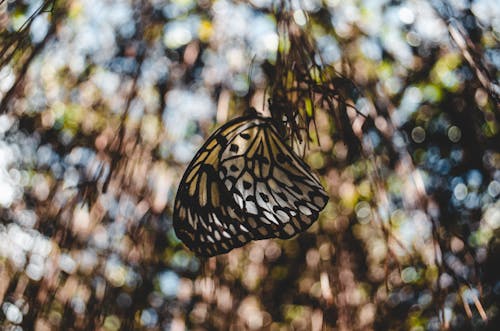Free stock photo of bokeh, butterflies, butterfly