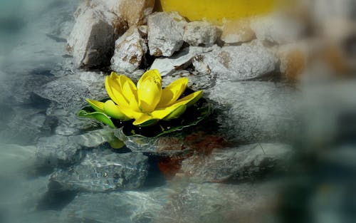 黄莲花在水中的特写镜头