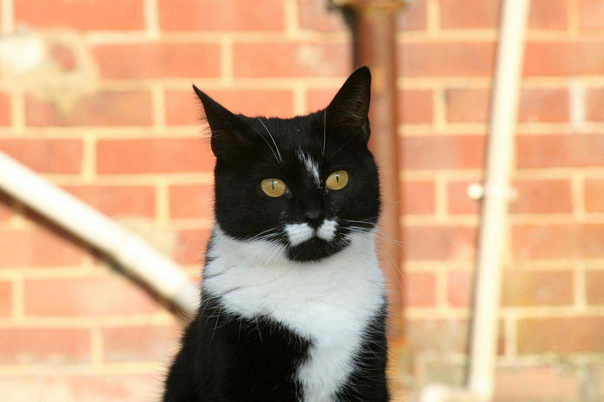 غلاف كتاب سؤال الأخلاق