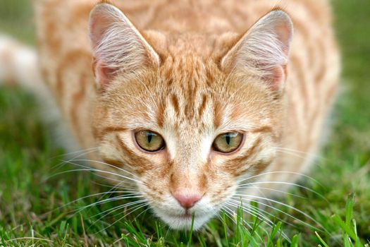 草地上蹲着一只可爱的姜黄色虎斑猫，长着绿色的眼睛