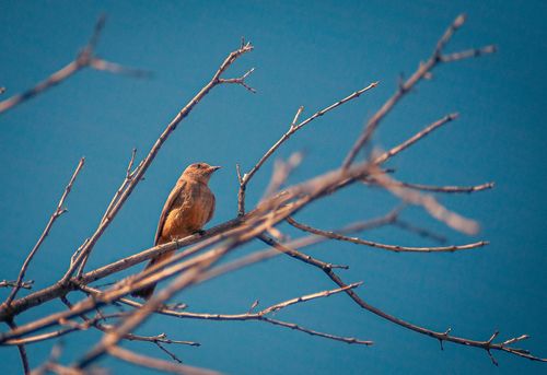 Free A robin perched on a bare branch with a clear blue sky background in winter. Stock Photo