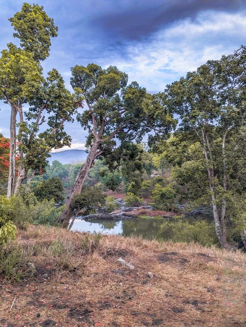 Free Lush greenery surrounds a tranquil stream in a forest setting in Karnataka, India. Stock Photo