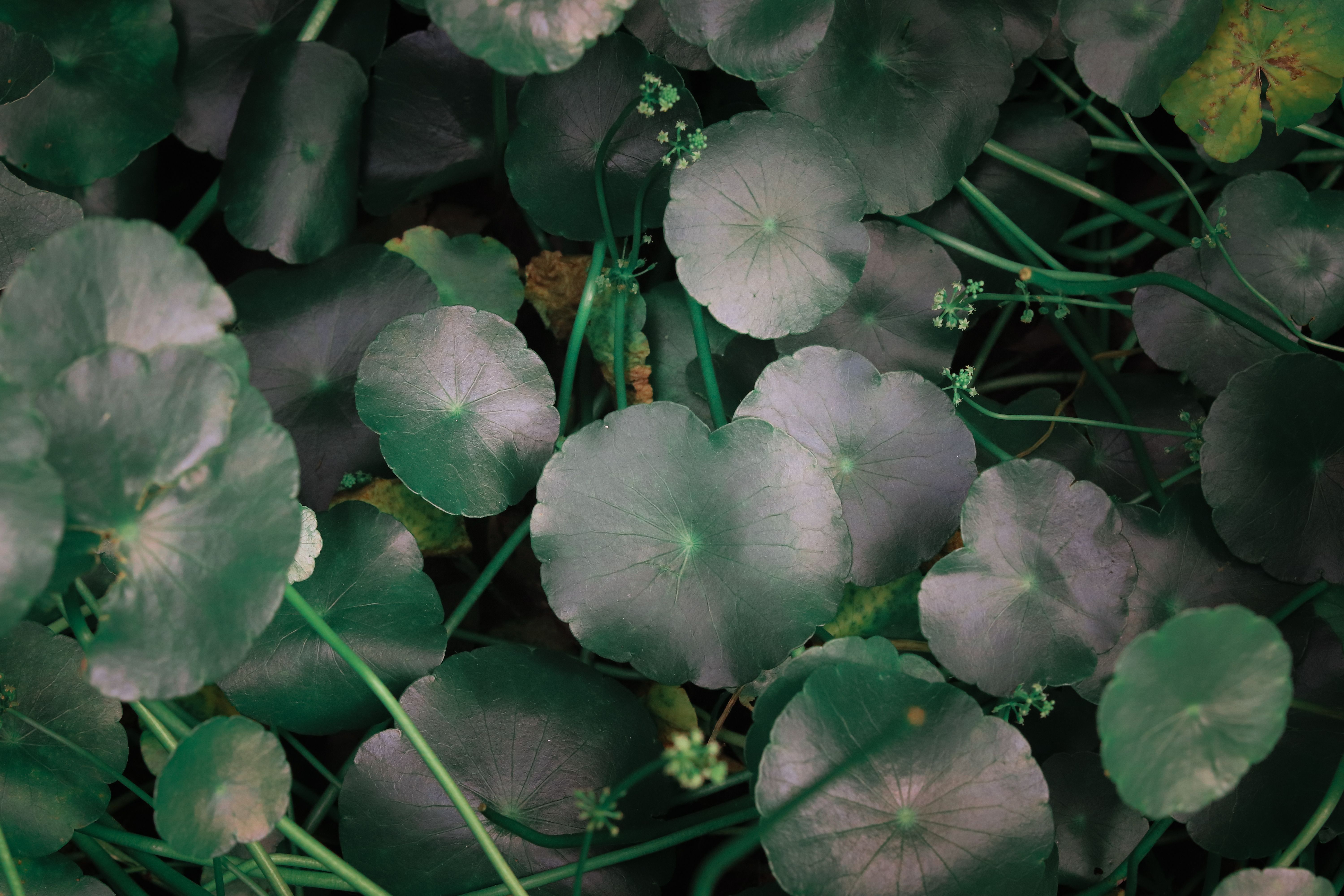 madecassoside nedir? centella asiatica'nın en güçlü akt — centella asiatica sakinleştirici bakım uygulaması | CIRÈLL
