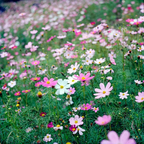 A field of pink and white flowers with green grass