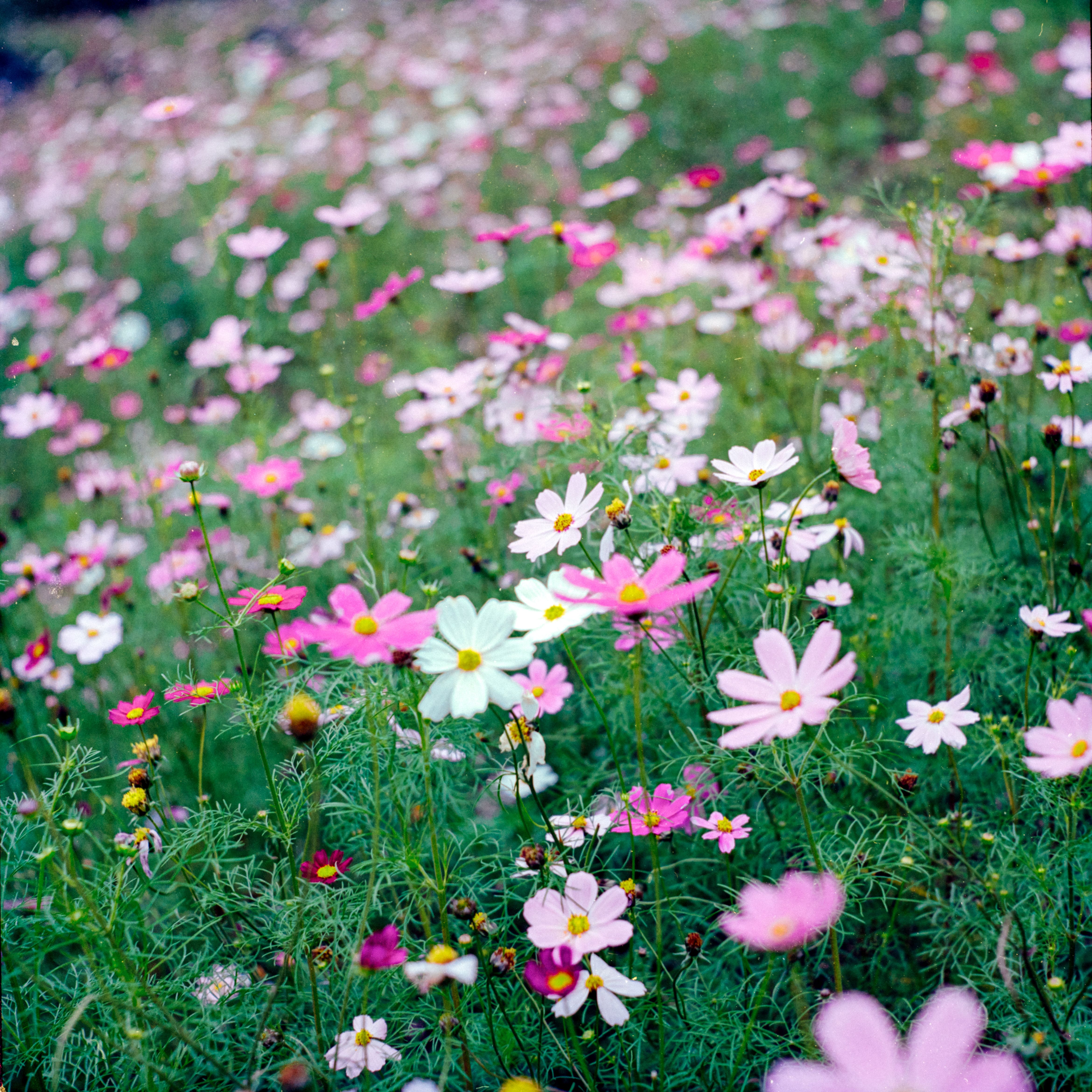 Pink Flowers on a Meadow · Free Stock Photo