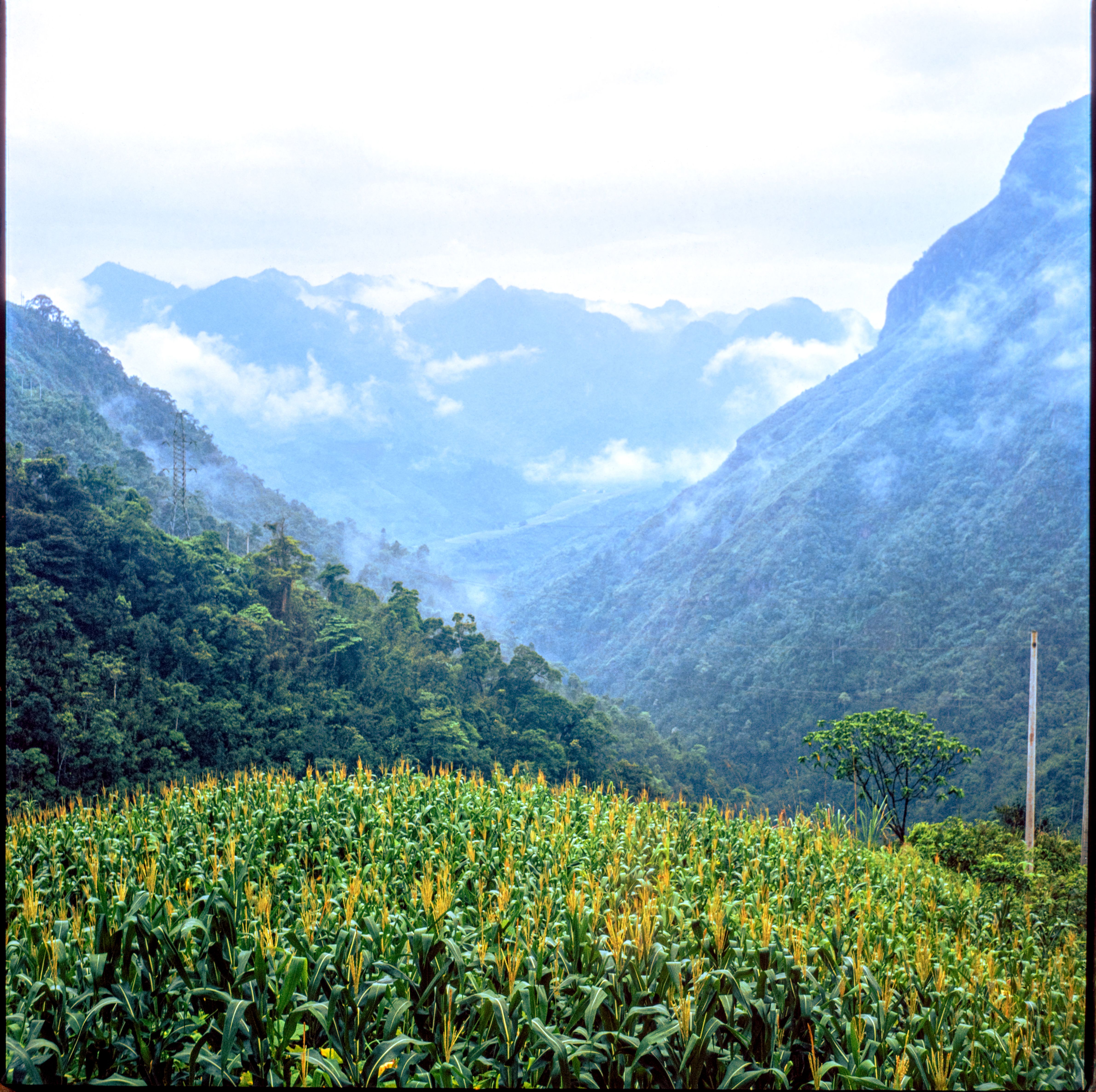 Rwenzori giant lobelia valley
