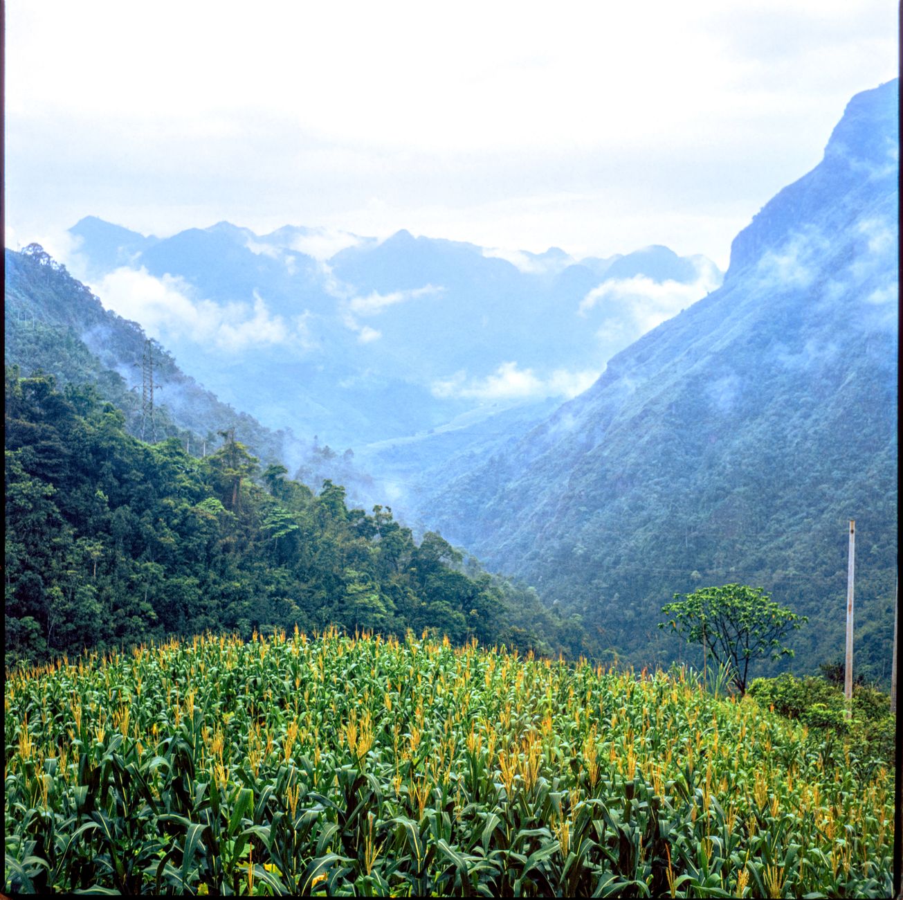 Rwenzori giant lobelia valley