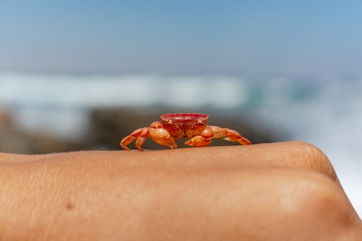 Close-up image of a small crab on skin, with a blurred beach background.