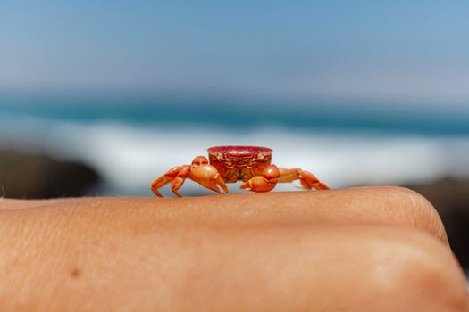 Close-up of a colorful crab resting on a hand against a beach backdrop.