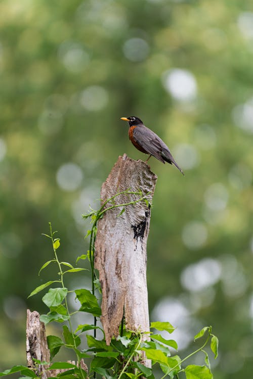 Robin Sur La Cime Des Arbres