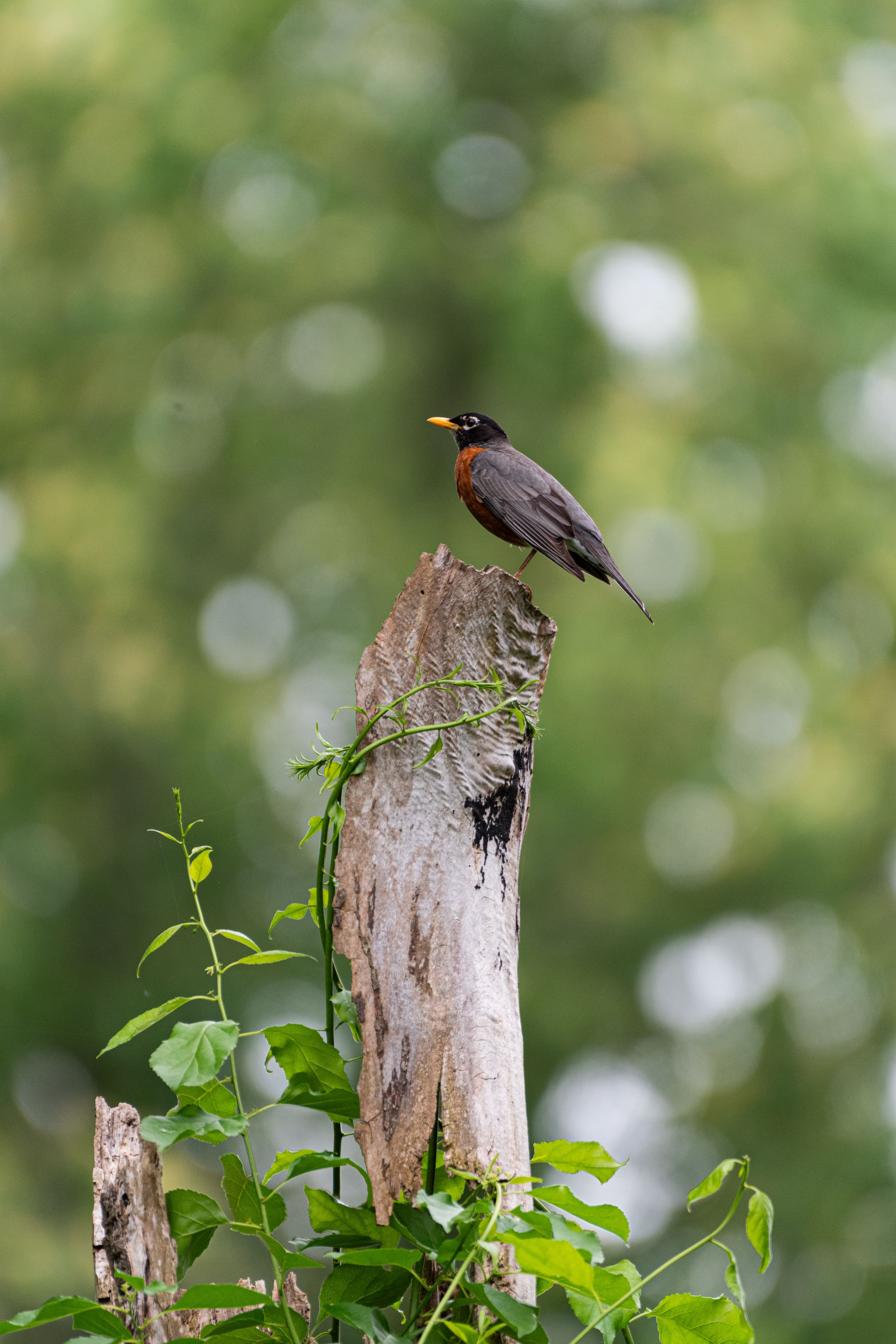 Gratis lagerfoto af amerikansk dyreliv, amerikansk robin, baggård fugl Lagerfoto