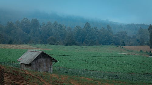 Kebun Hijau Berkabut