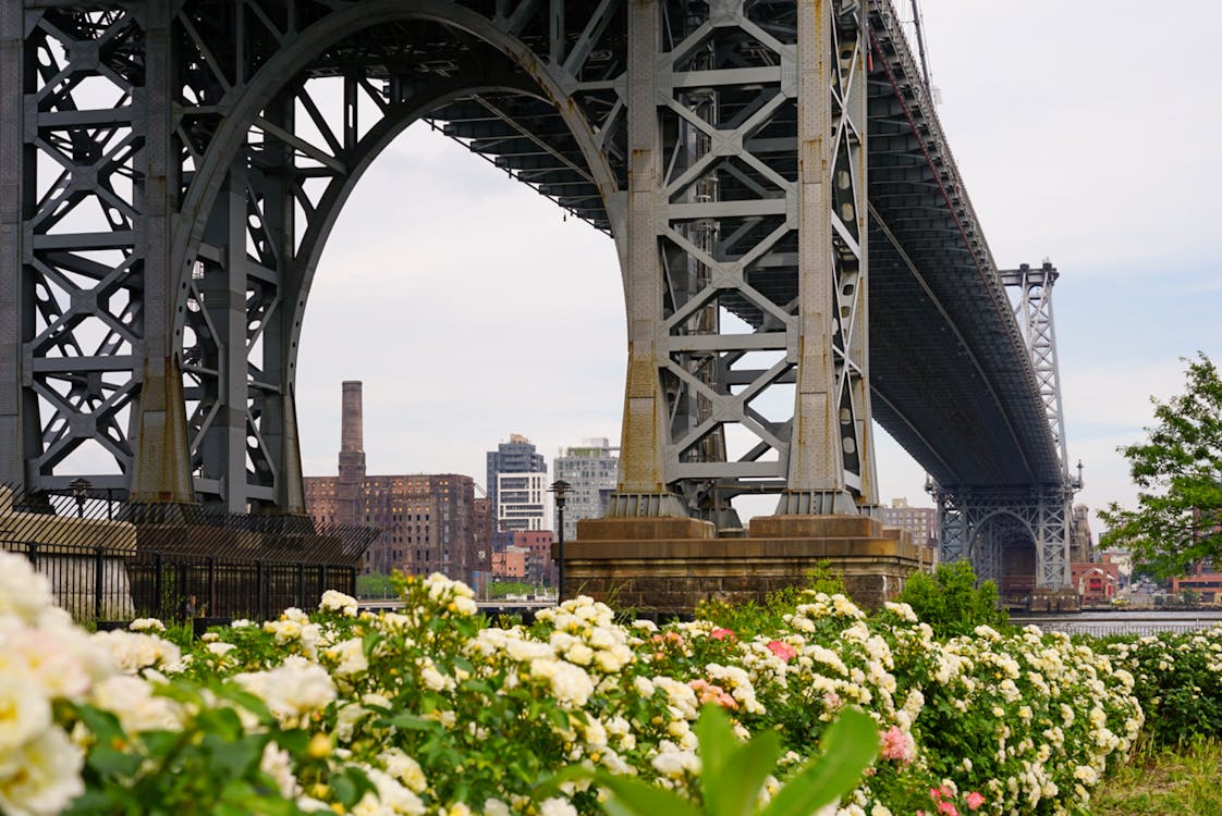 Free stock photo of bridge, flowers, manhattan