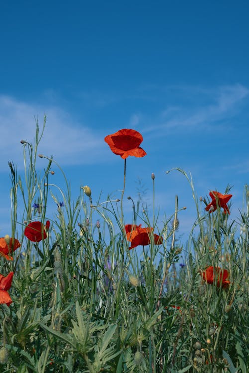 Rote Mohnblumen in einem Feld bei blauem Himmel