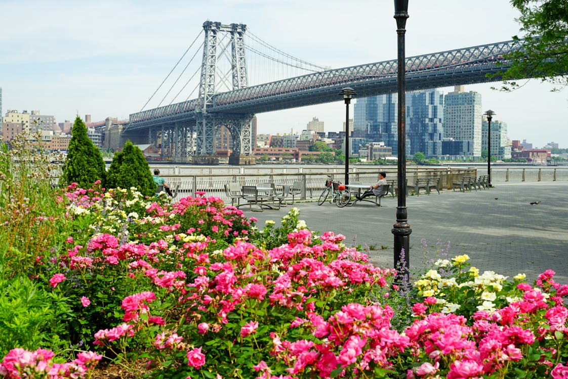 Free stock photo of bridge, east river, flowers