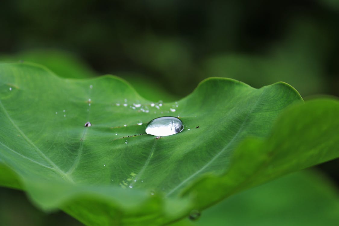 Free Close-up of Water Drops on Leaf Stock Photo