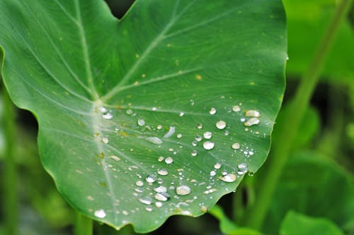 Free Close-up of Water Drops on Leaf Stock Photo