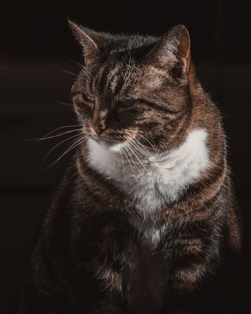 Thoughtful Cat Portrait