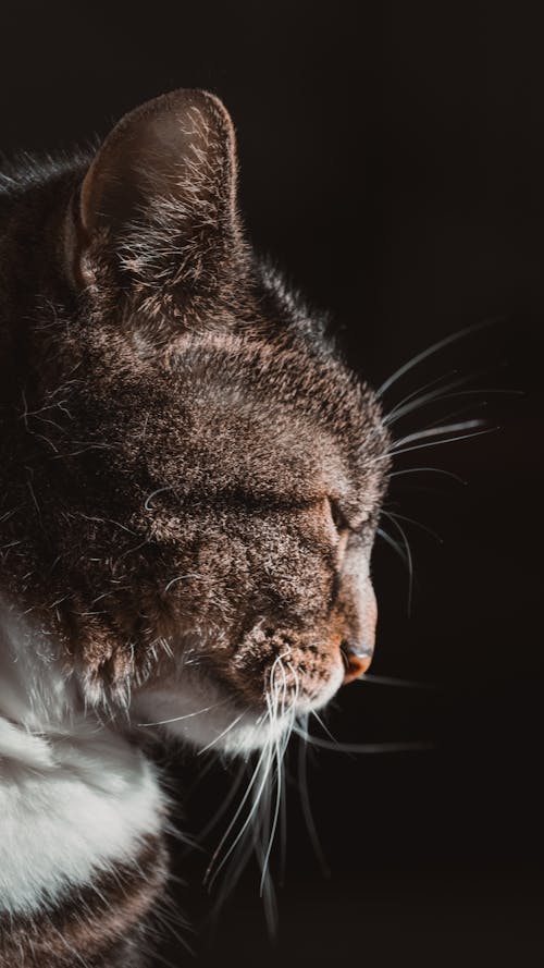 Contemplative Cat in Profile