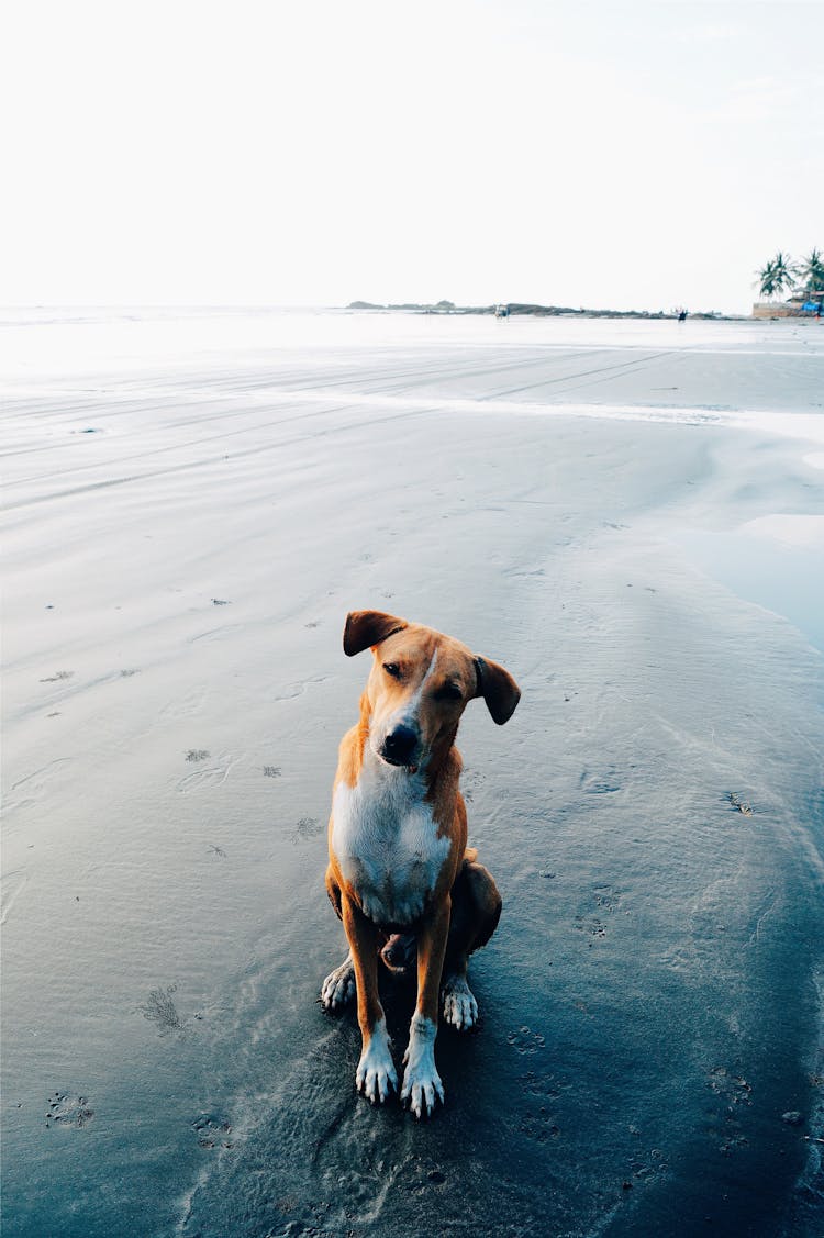 Short-coated Brown Dog Near Ocean