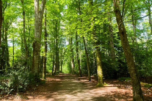 A path through a forest with trees and green grass