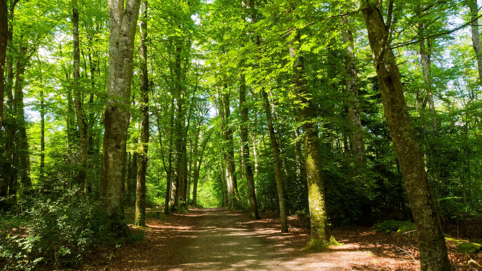 Caminho numa floresta iluminada pelo sol.