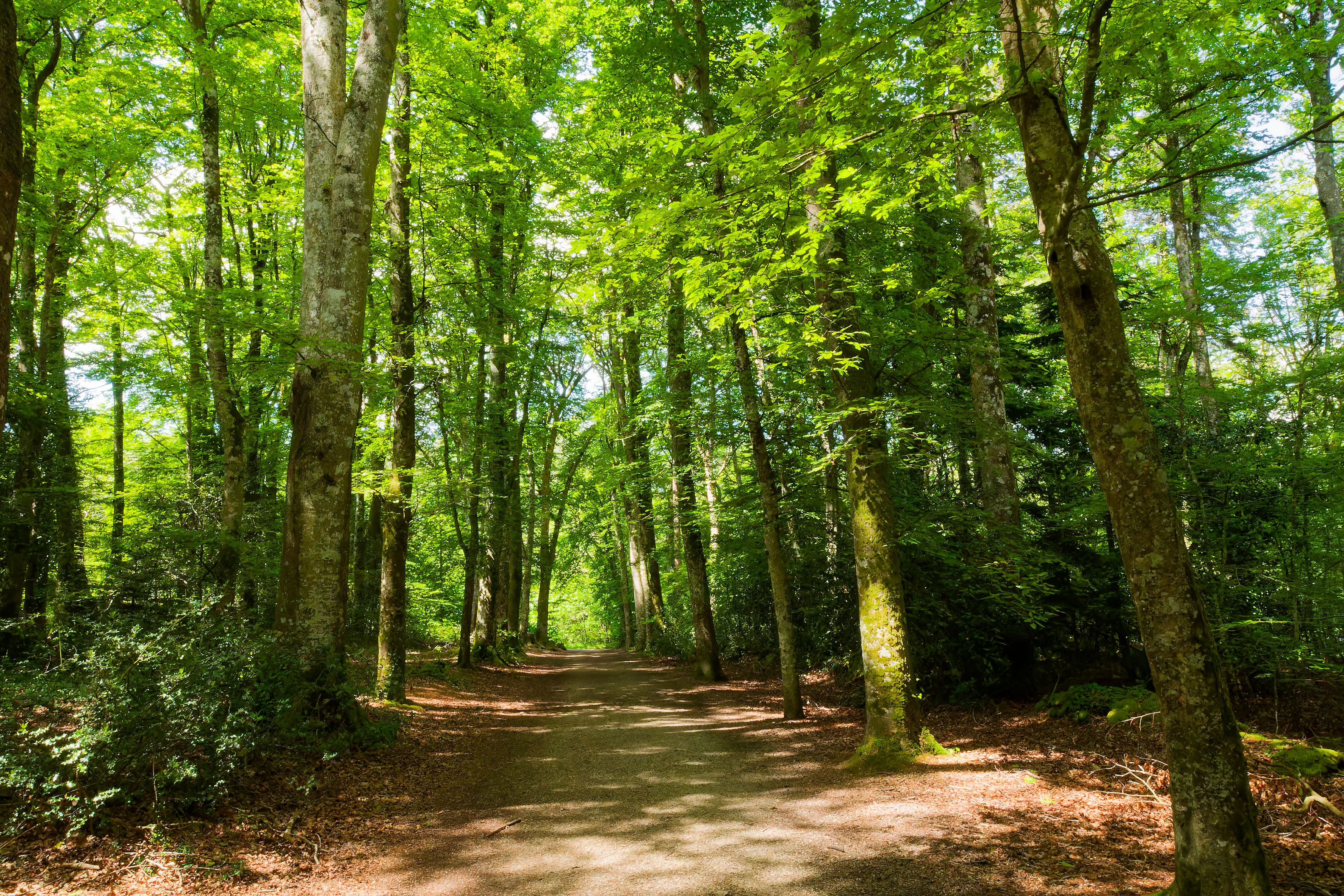 A path through a forest with trees and green grass · Free Stock Photo