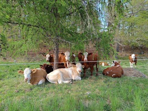 Kostnadsfri bild av kor, liggande kor, sommar