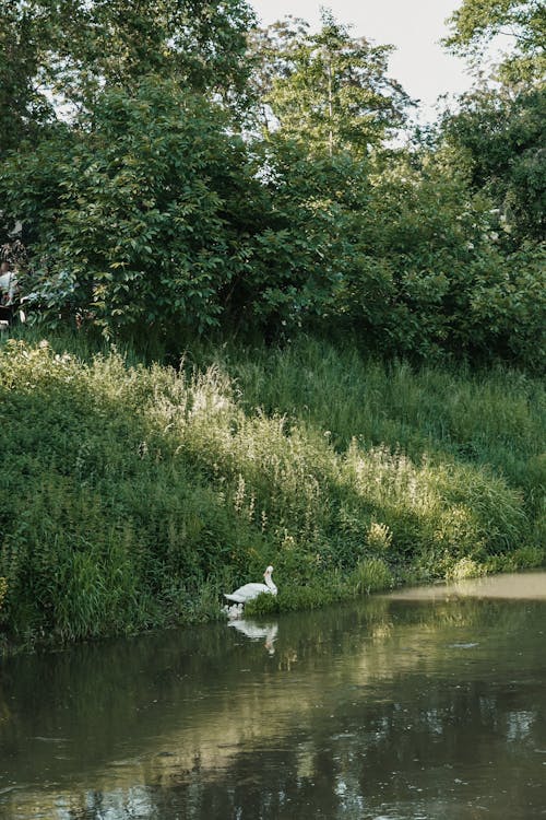 A white swan is standing in the water near a grassy area