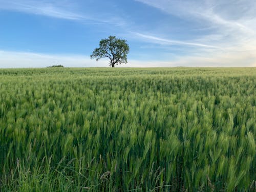 Gratis lagerfoto af gård felt, grønne bakker, træ