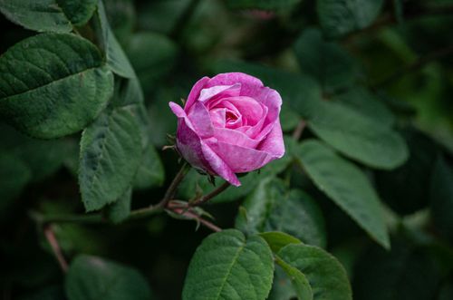Free Close-up of a vibrant pink rose blooming surrounded by lush green leaves outdoors. Stock Photo