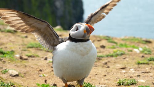 Free stock photo of bird, bird flying, england