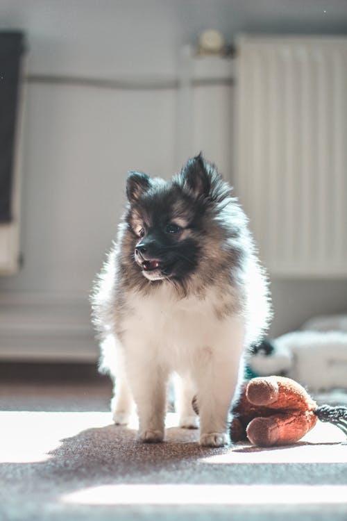 ロングコートの子犬の写真