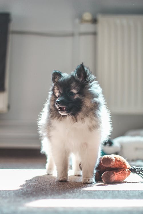 Foto Anak Anjing Berlapis Panjang