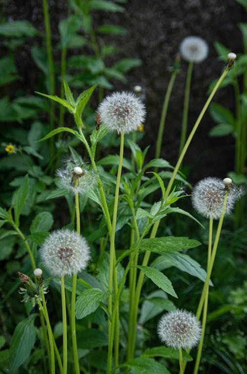 Dandelion seeds in a pot with green leaves