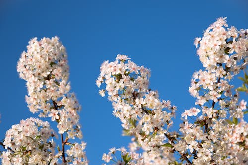ahşap, bahar, bitki örtüsü içeren Ücretsiz stok fotoğraf