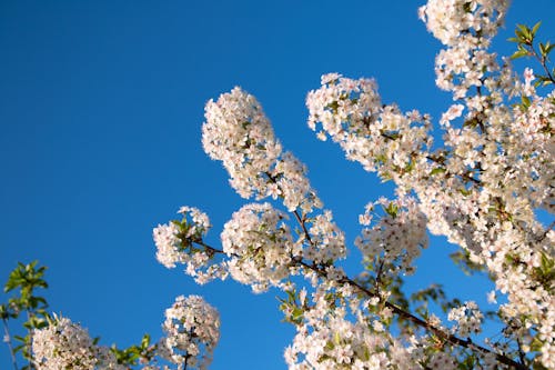 ahşap, bahar, bitki örtüsü içeren Ücretsiz stok fotoğraf