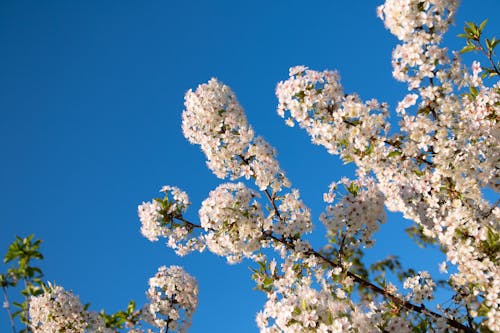 Foto d'estoc gratuïta de cel, colorit, flor