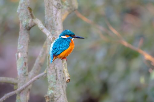 Free A brightly colored kingfisher bird resting on a branch, showcasing its vivid plumage. Stock Photo