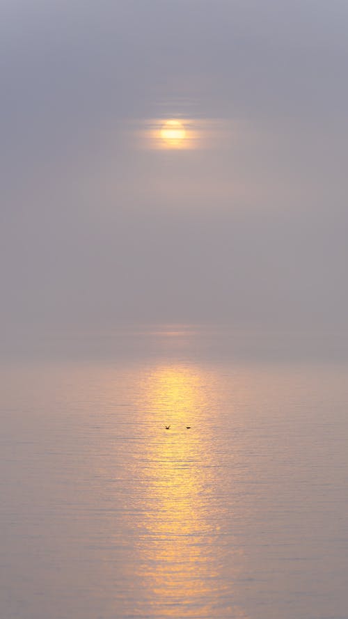 Foto d'estoc gratuïta de alba, bell paisatge, boira marina