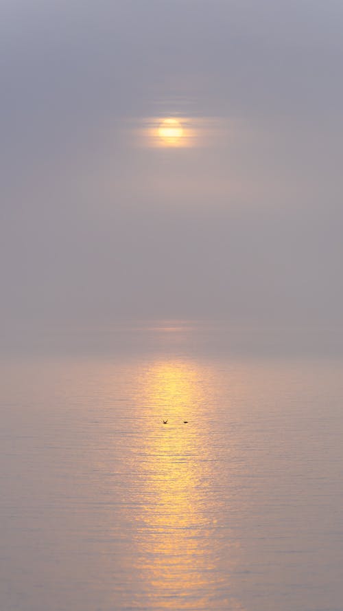 Free stock photo of beach sunset, beautiful landscape, birds flying