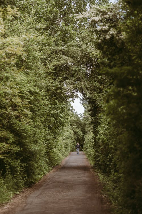 A person walking down a path through a forest